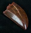 Top Quality Carcharodontosaurus Tooth - #7125-1